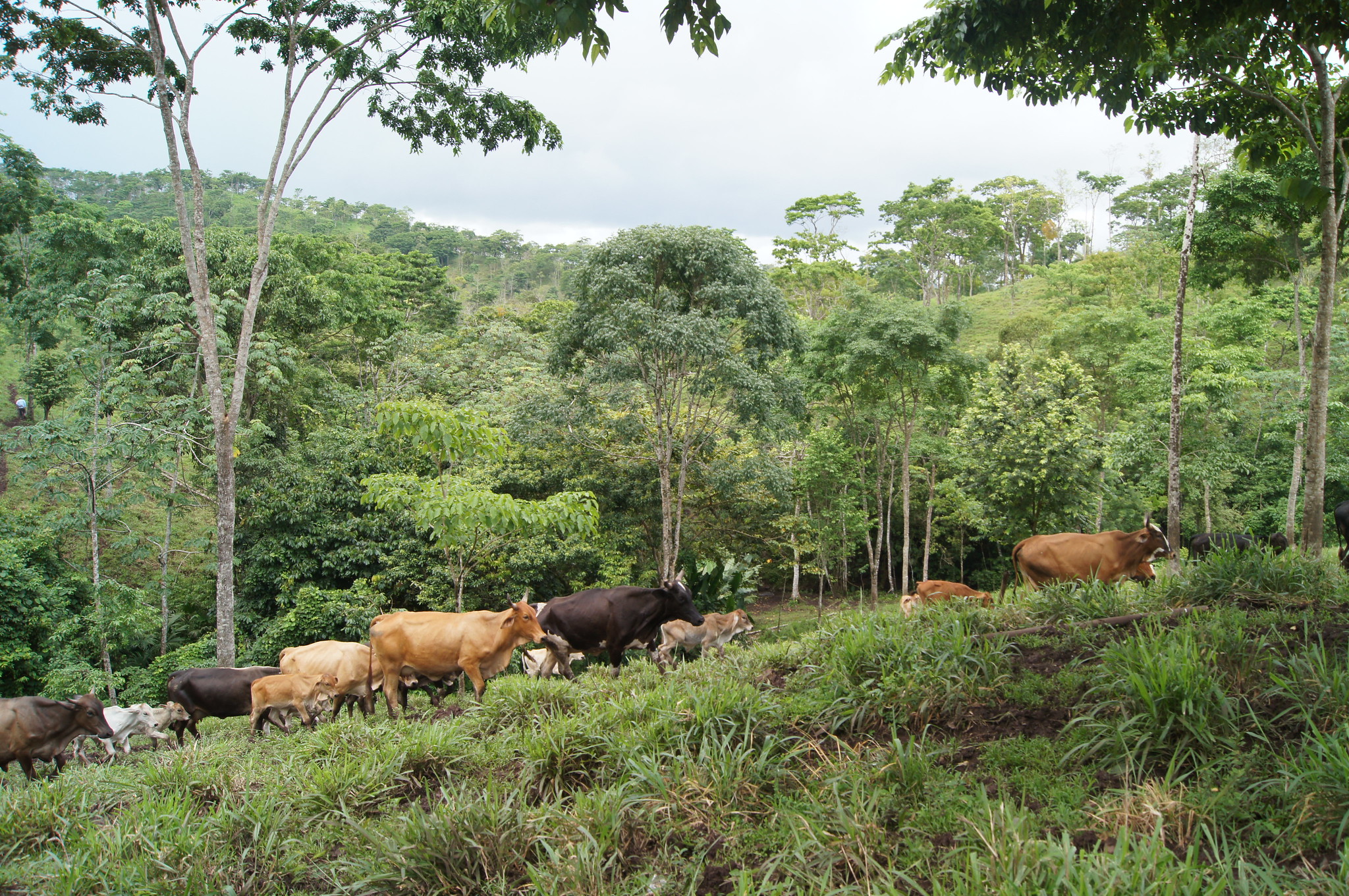 How sustainable food supply chains can save our forests Biology Diagrams