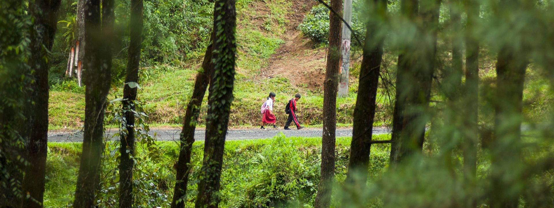 Why I became a forester