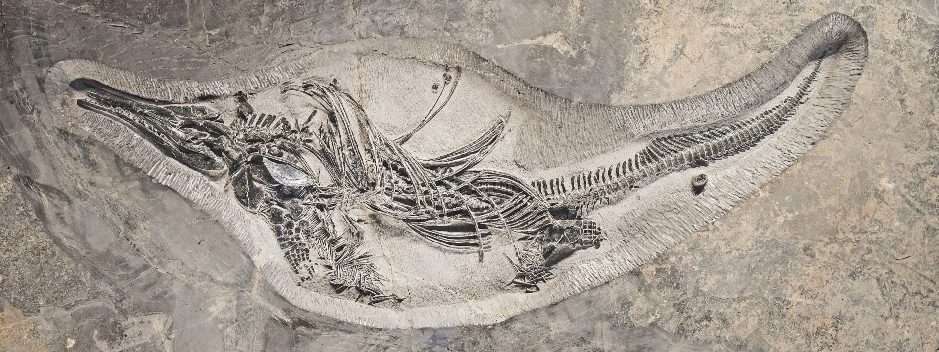 What were the ‘Big Five’ mass extinctions – and are we living in a sixth?