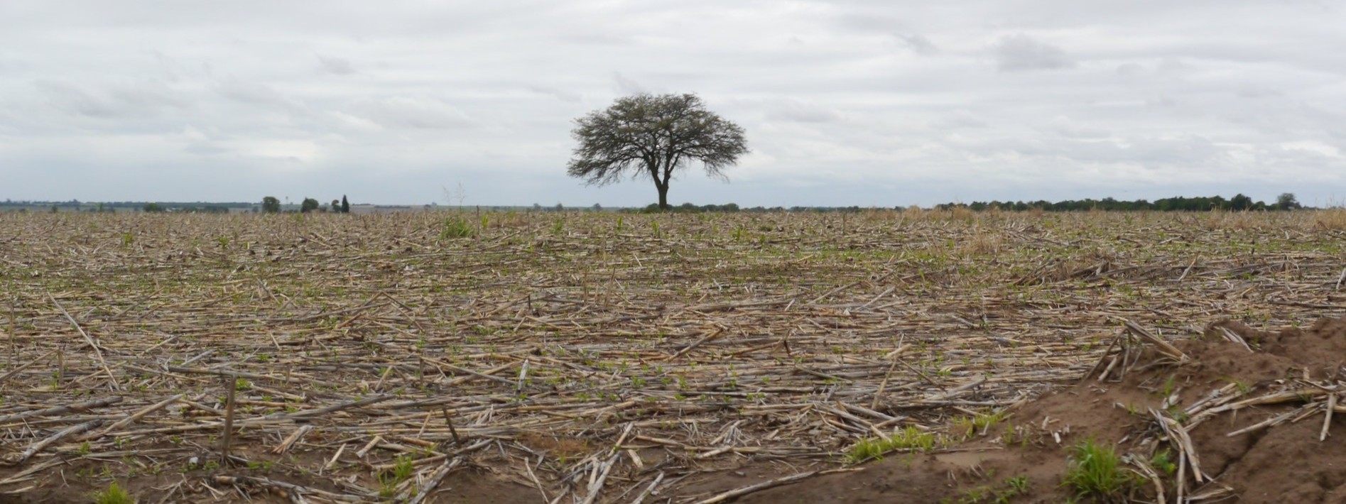 The forest Argentina forgot
