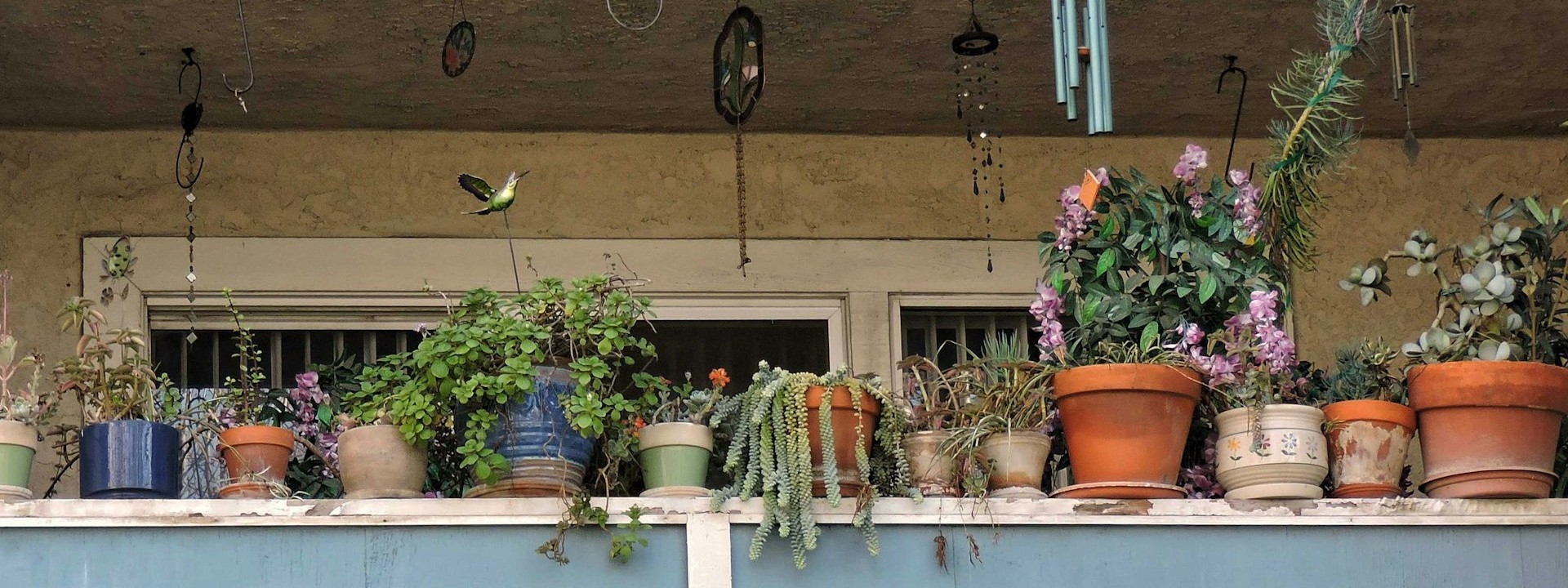 5 ways to support nature at home