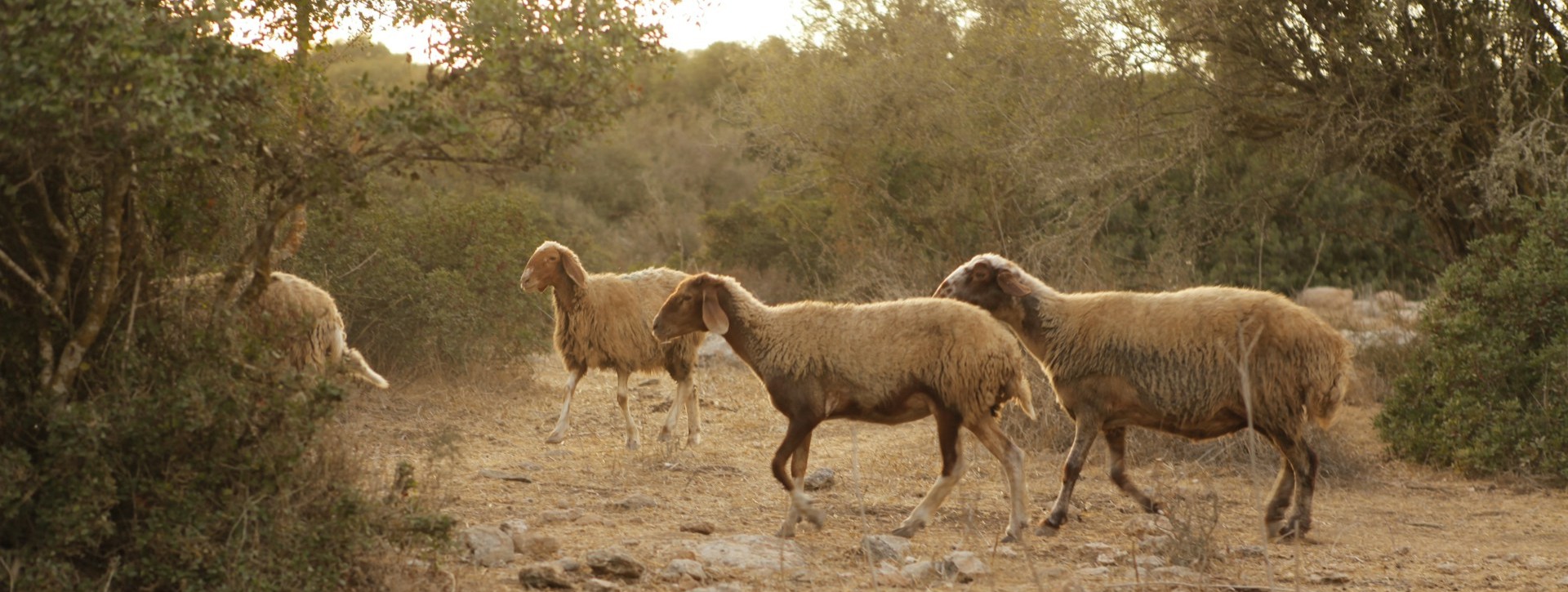 ¿Qué es el pastoreo regenerativo y qué puede hacer por los pastizales?