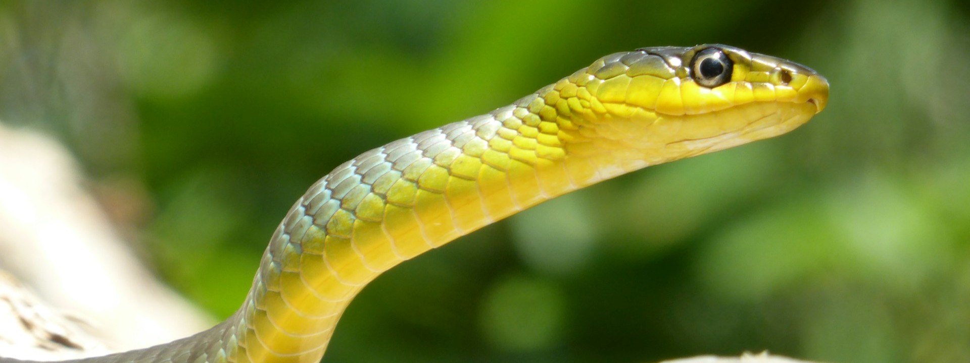 Elephants are cool, but show snakes some love